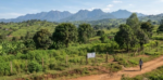 5 Acres of land for sale in Fort portal - Farm Land - Image 5