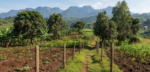 5 Acres of land for sale in Fort portal - Farm Land - Image 2